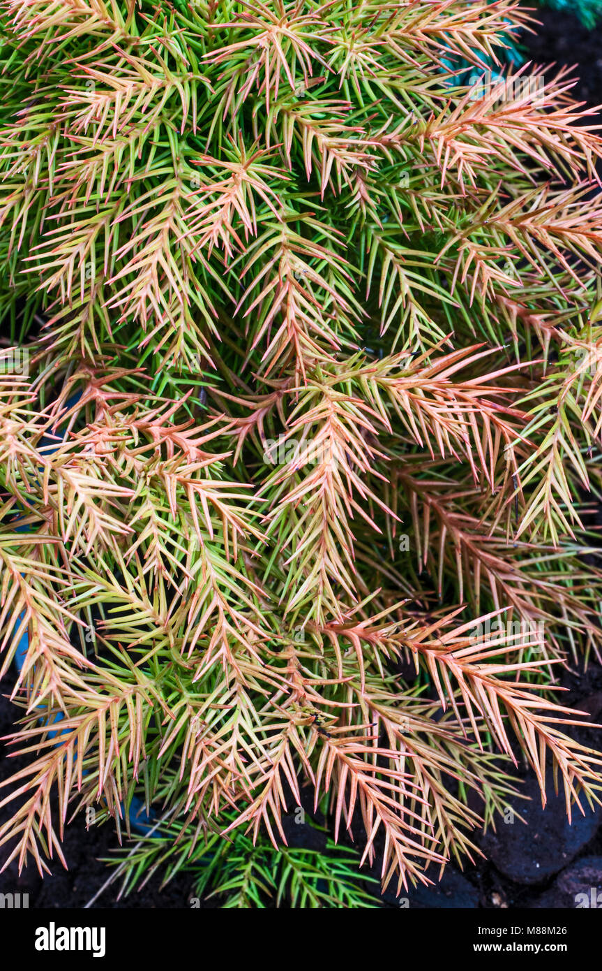 Zwerg Nadelbaum Lobii Cryptomeria japonica 'Nana' drehen von winter Bronze, Grün für den Sommer. Japanische Zeder. Stockfoto