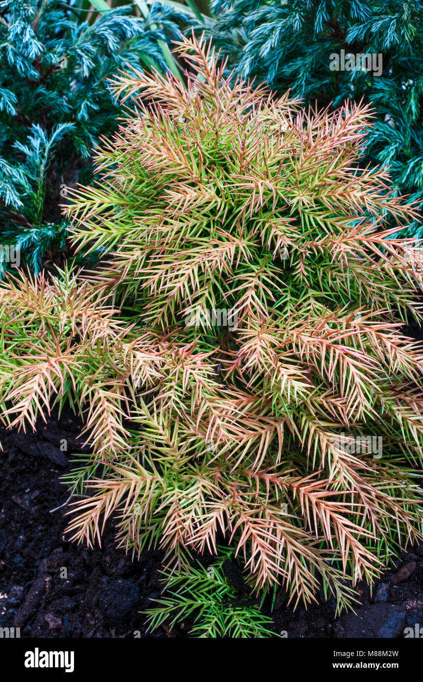 Zwerg Nadelbaum Lobii Cryptomeria japonica 'Nana' drehen von winter Bronze, Grün für den Sommer. Japanische Zeder. Stockfoto
