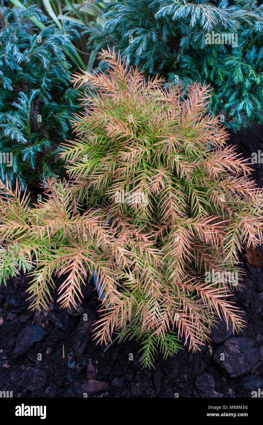 Zwerg Nadelbaum Lobii Cryptomeria japonica 'Nana' drehen von winter Bronze, Grün für den Sommer. Japanische Zeder. Stockfoto