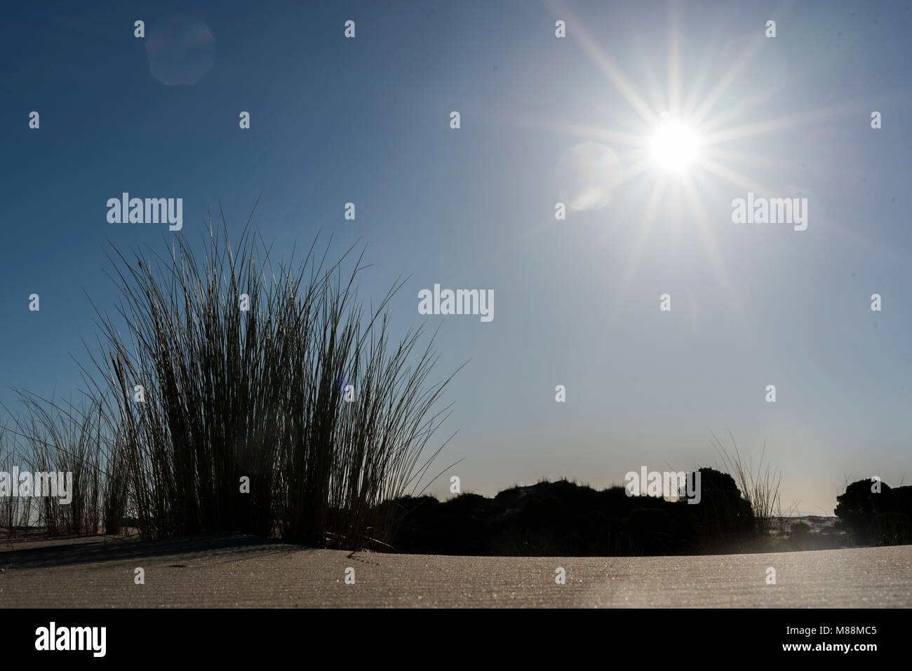 Pflanzen am Strand gegen Licht mit Sonne Stockfoto