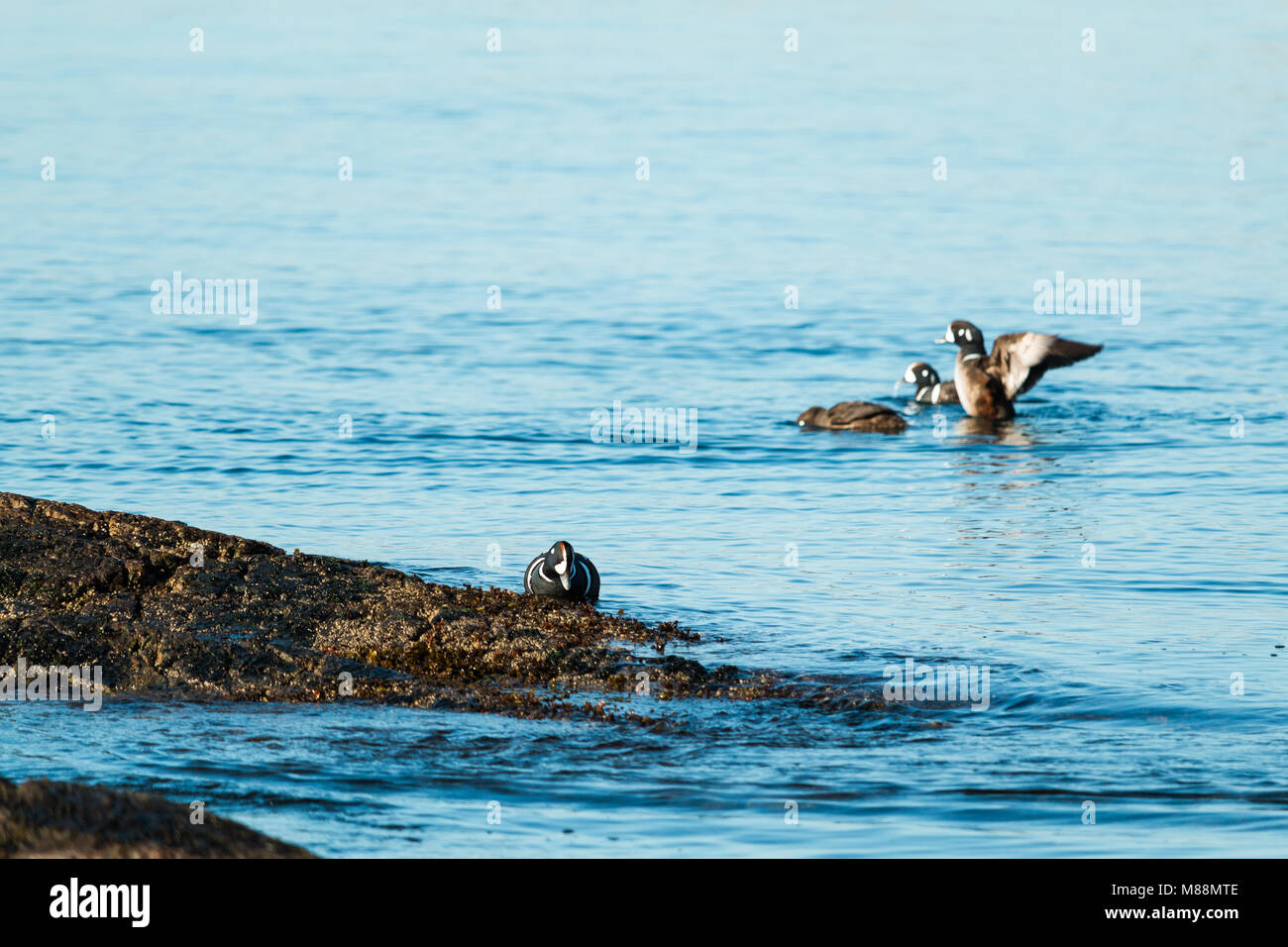 Histrionicus histrionicus Harlequin Enten schwimmen in der Nähe von der felsigen Küste von Vancouver Island, British Columbia. Stockfoto
