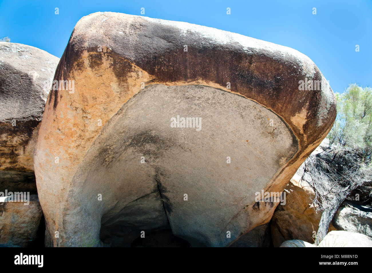 Hippo Gähnen - Hyden - Australien Stockfoto