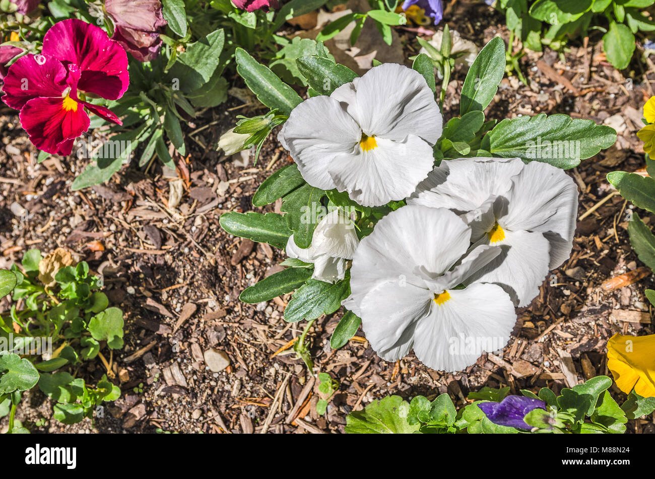 Weiße Stiefmütterchen Blüten mit perfekten grünen Blätter und Spritzern von Lila, rosa oder rot und gelb, die Dinge zu erhellen Stockfoto