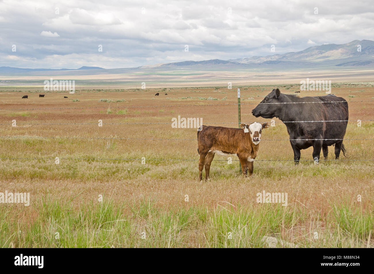 Lose braunen und weißen Kalb Überprüfen des Fotografen, während eine schwarze Kuh ein Auge auf sie hält von der anderen Seite des Zauns Stockfoto