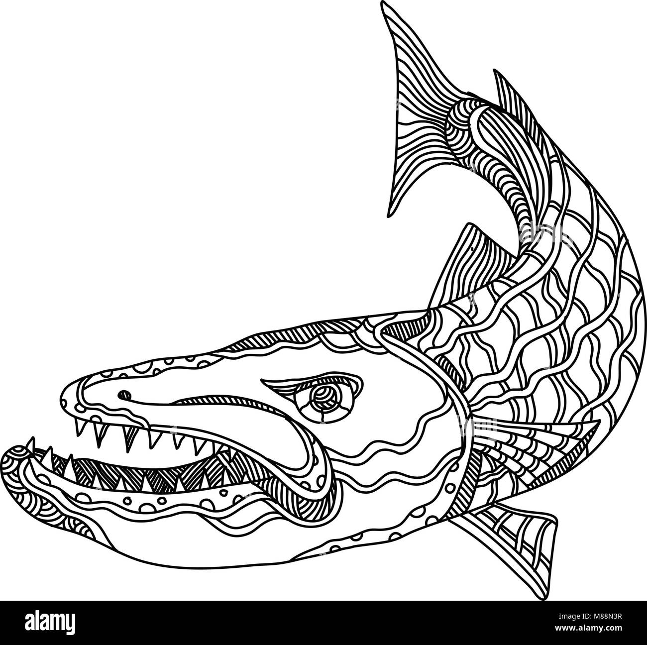 Doodle art Illustration von Barracuda, ein Salzwasserpool ray-finned Fische der Gattung Sphyraena für seine große Größe bekannt, furchterregende Aussehen und wilden b Stock Vektor