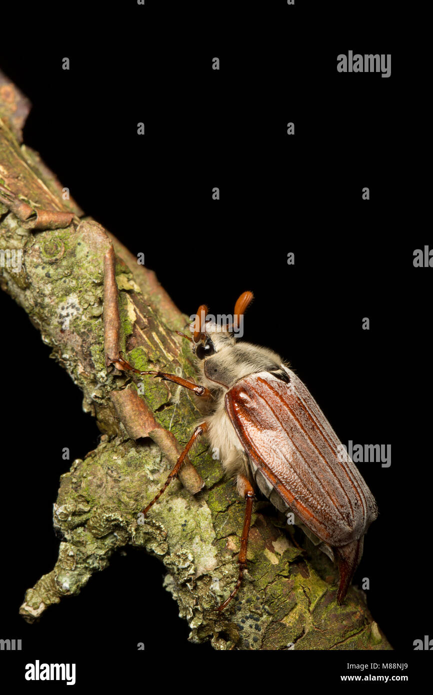 Ein Maikäfer Käfer Melolontha melolontha, North Dorset England UK GB die angezogen wurde Lichter zu Haus. Studio Bild auf schwarzem Hintergrund. Stockfoto