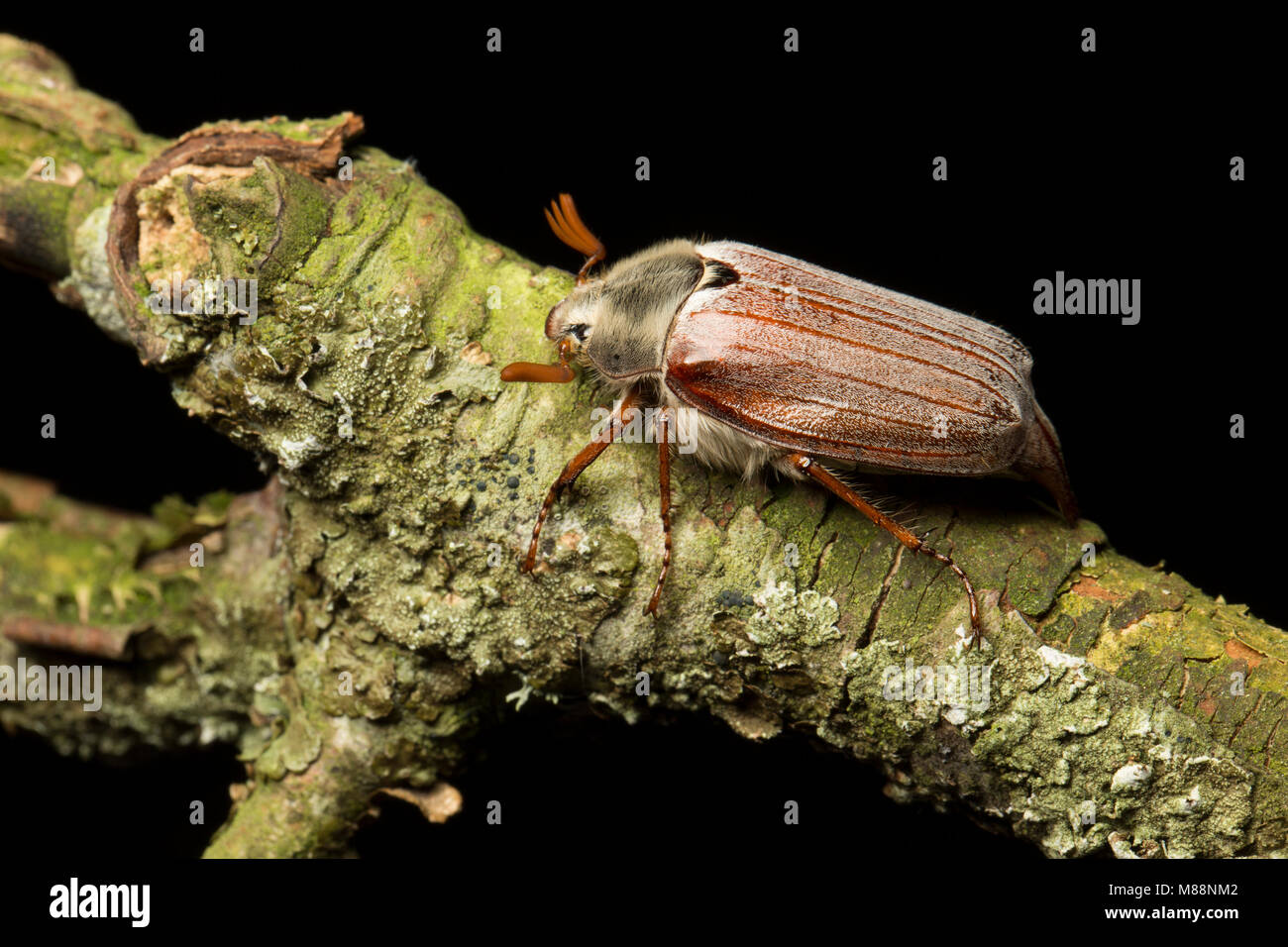Ein Maikäfer Käfer Melolontha melolontha, North Dorset England UK GB die angezogen wurde Lichter zu Haus. Studio Bild auf schwarzem Hintergrund. Stockfoto
