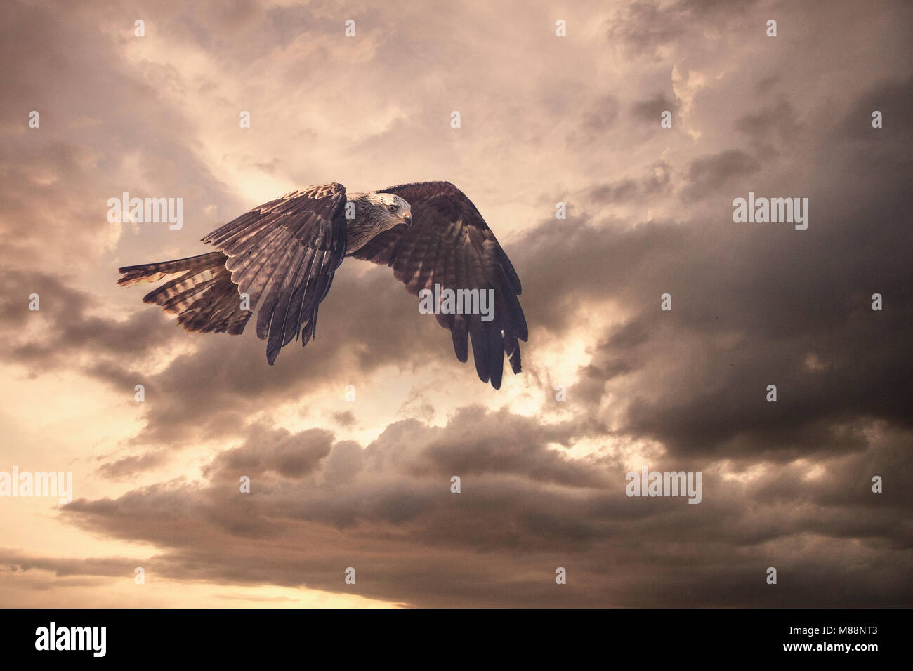 Einen schwarzen Drachen im Flug Stockfoto