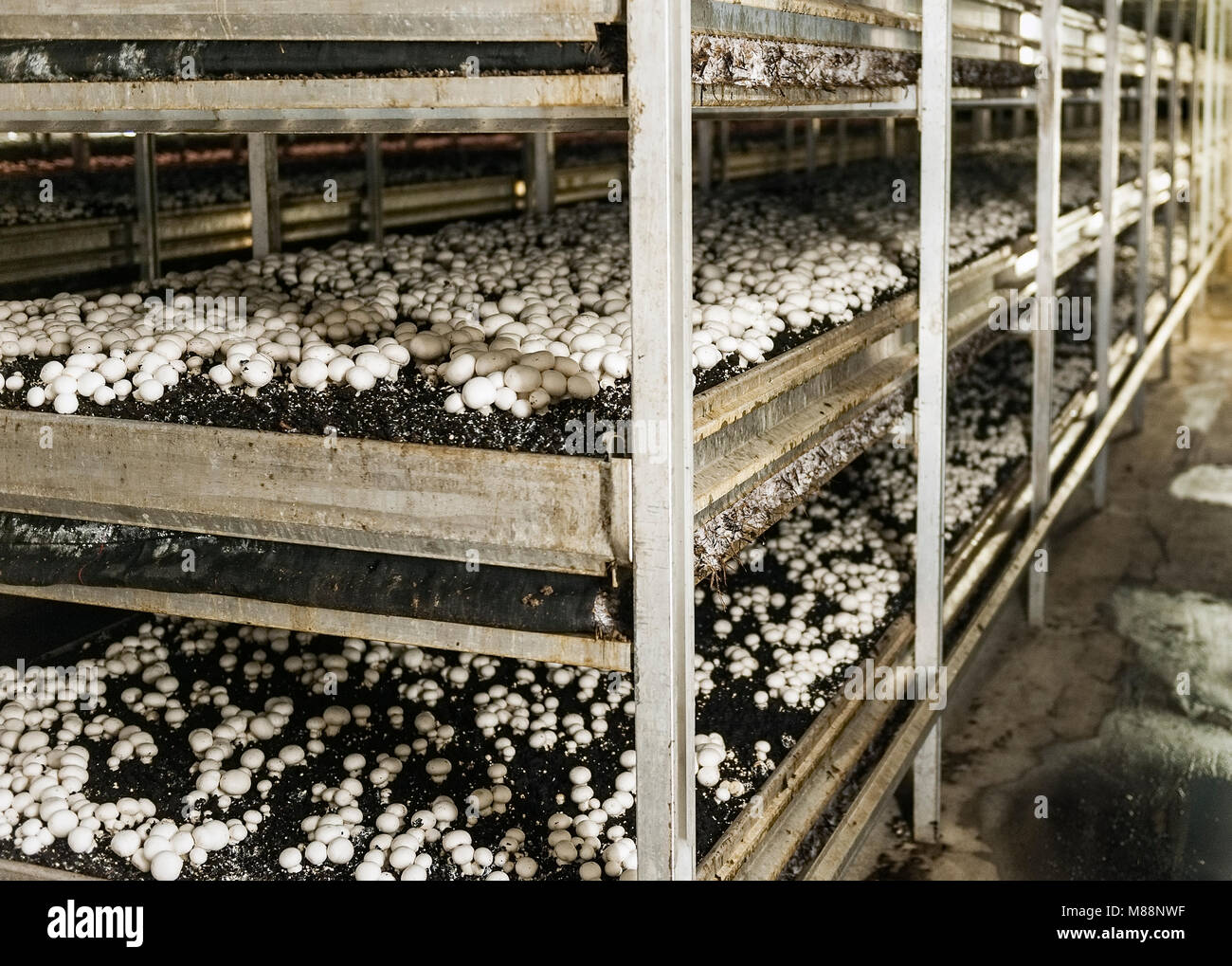 Mushroom Haus wachsenden weißen Taste Caps, Kennett Square, Pennsylvania, USA Stockfoto