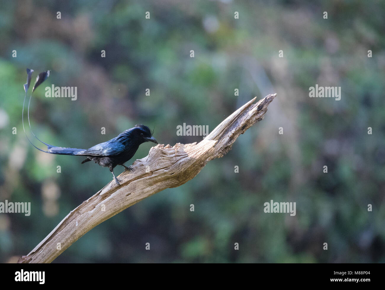 Paradiseus Dicrurus - Das grössere Racket-tailed drongo Stockfoto