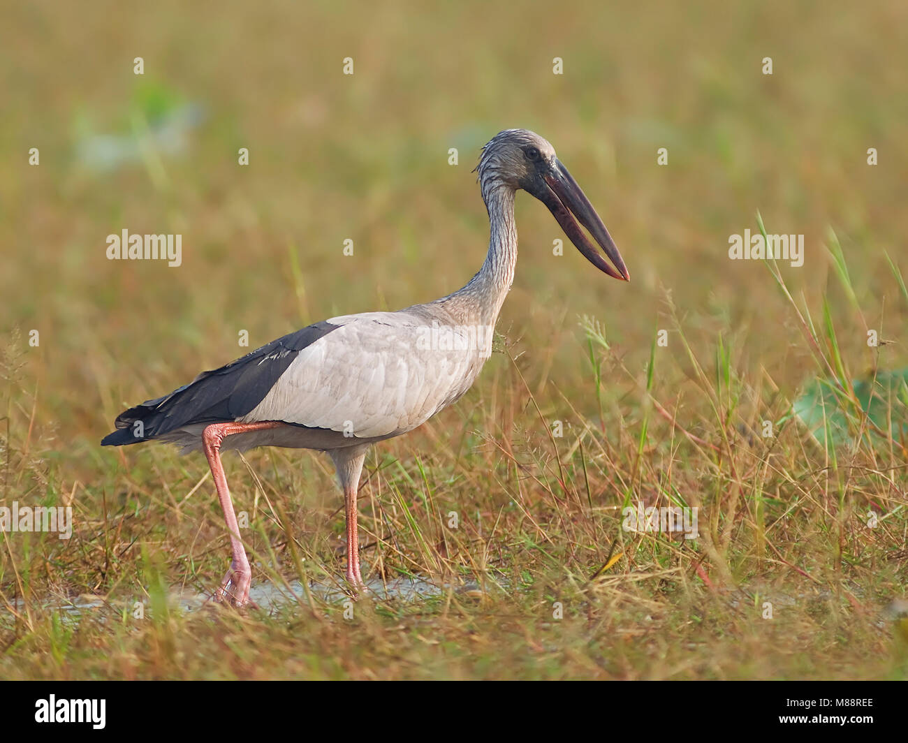 Indische foeragerende Gaper, Asian Openbill Nahrungssuche Stockfoto