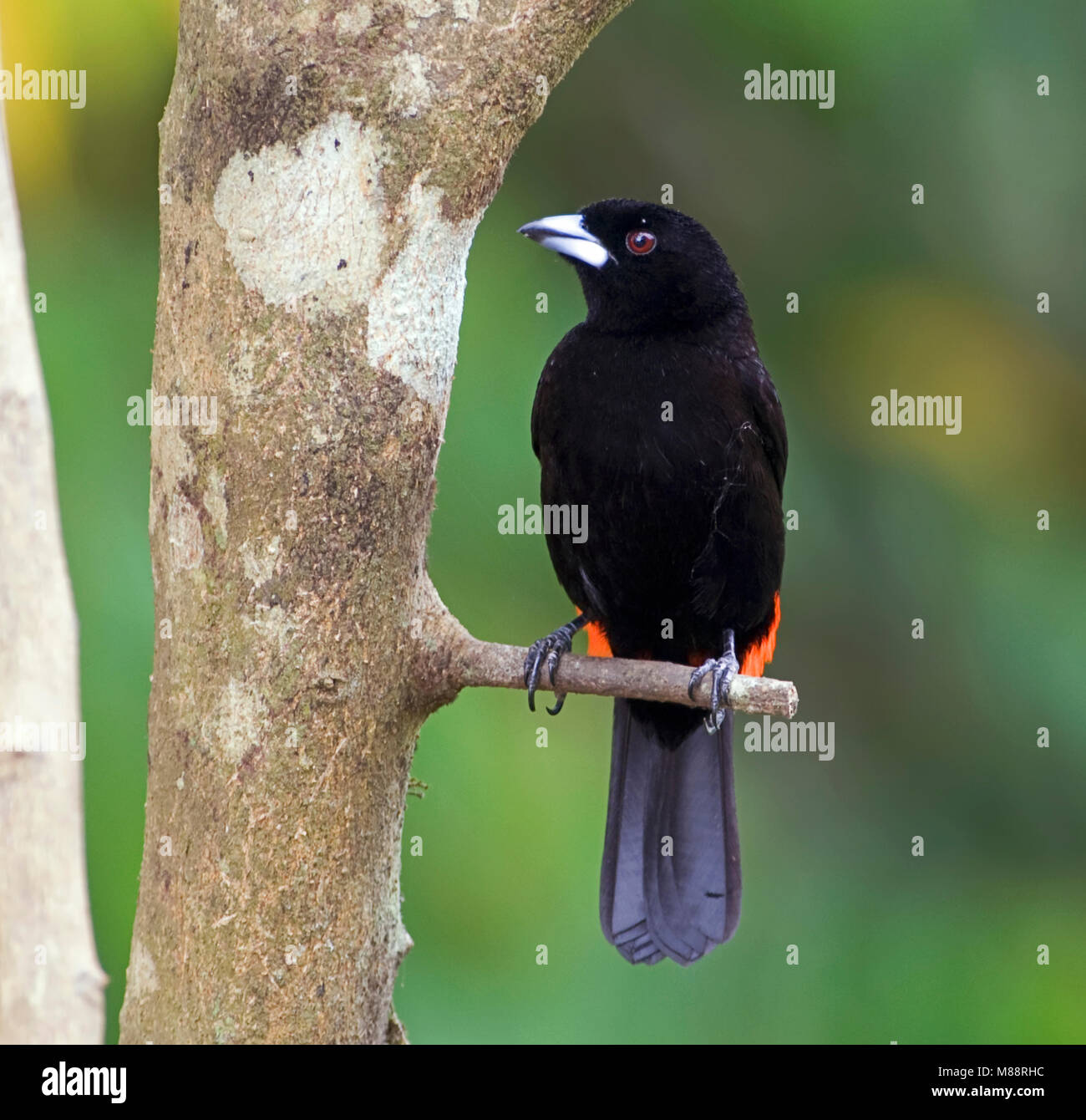 Mannetje Costaricaanse Tangare, männliche Mellie Tanager Stockfoto