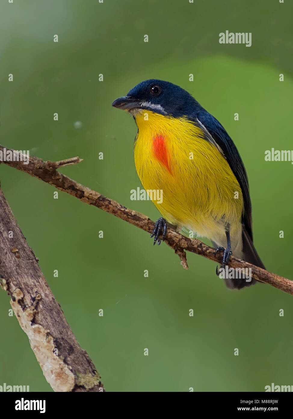 Mannetje Blauwrughoningvogel, männliche Crimson-breasted Flowerpecker Stockfoto