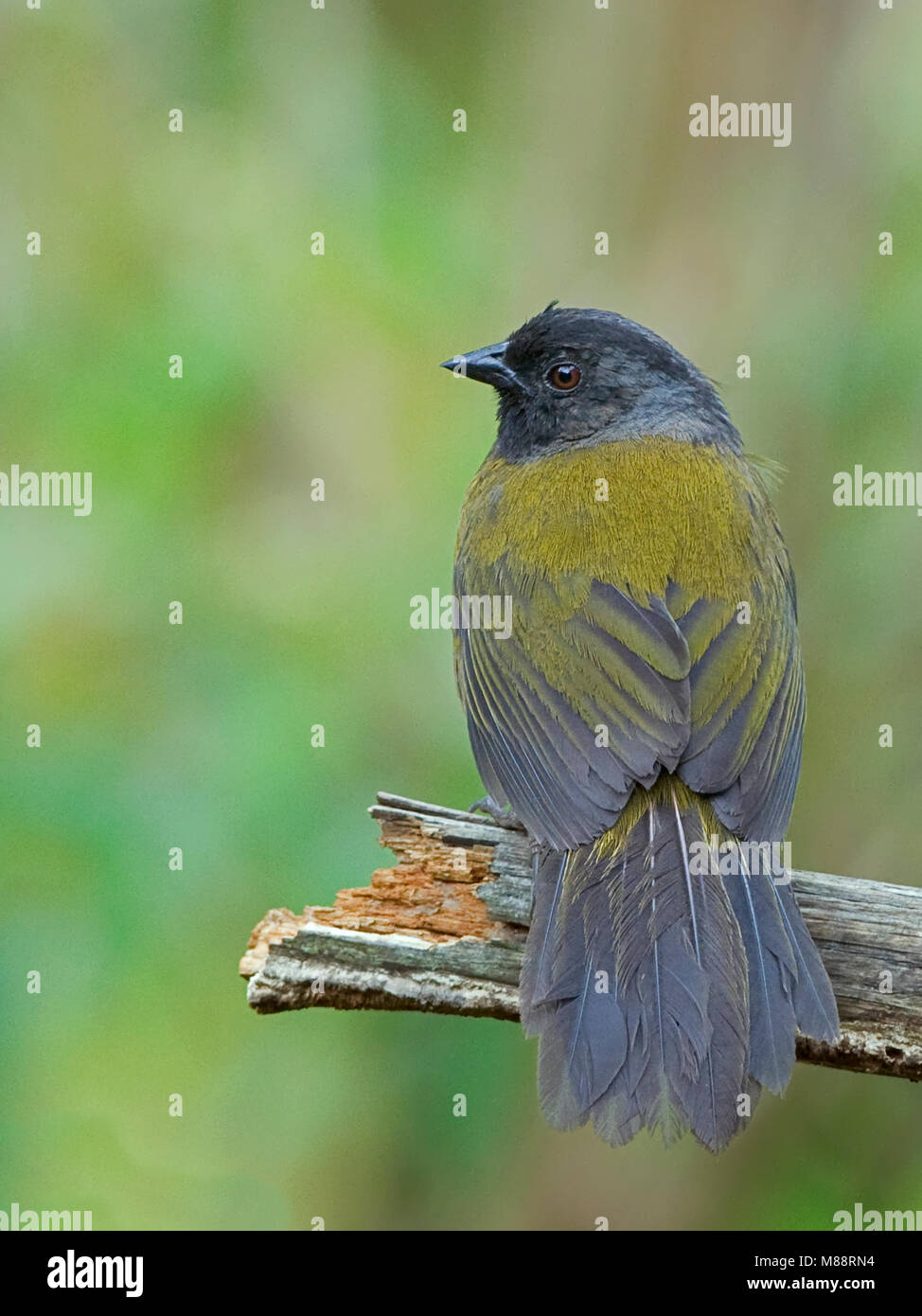 In Grootpootstruikgors zit, Groß-footed Finch gehockt Stockfoto
