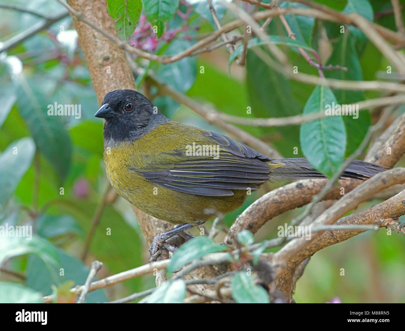 In Grootpootstruikgors zit, Groß-footed Finch gehockt Stockfoto