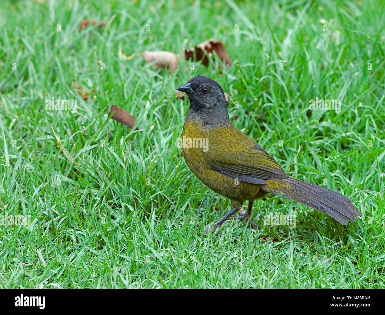 In Grootpootstruikgors zit, Groß-footed Finch gehockt Stockfoto