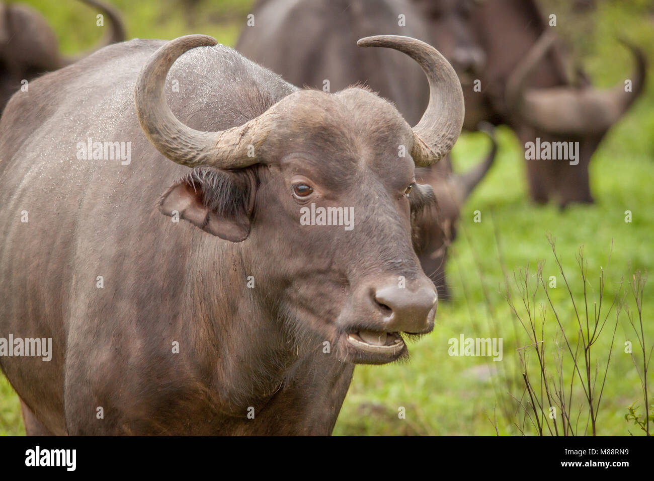 Buffalo Stockfoto