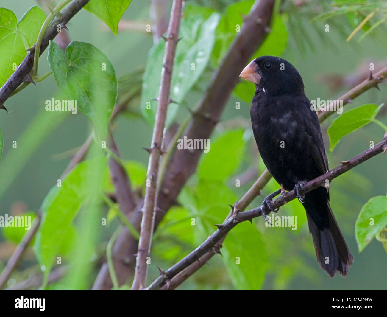 Mannetje Nicaraguaanse Zaadkraker, männliche Nicaraguanischen Seed-Finch Stockfoto