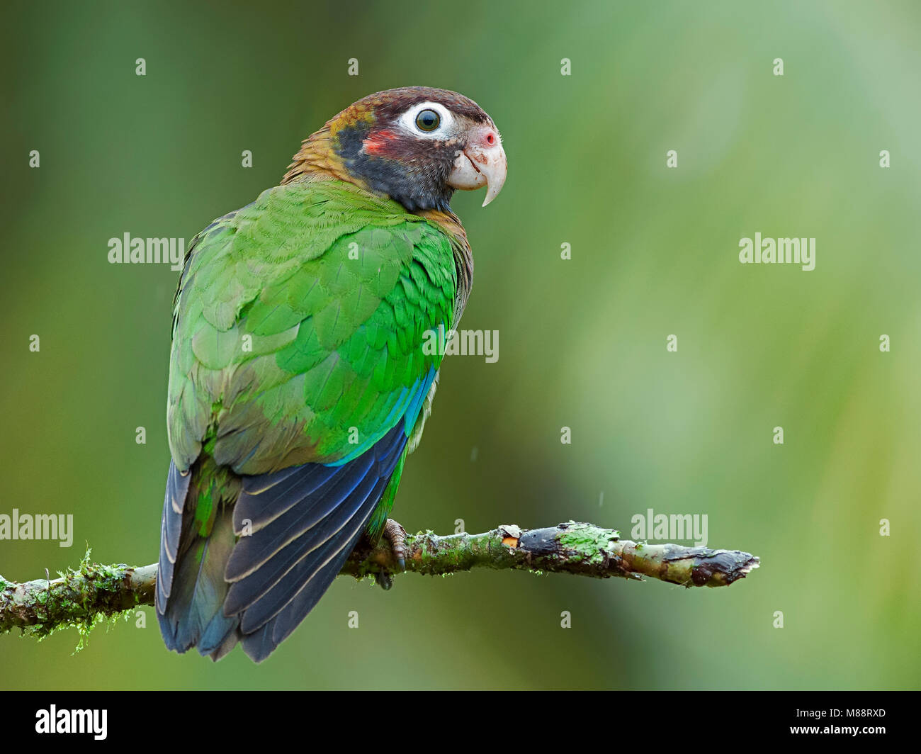 Bruinkoppapegaai, Brown-headed Parrot Stockfoto