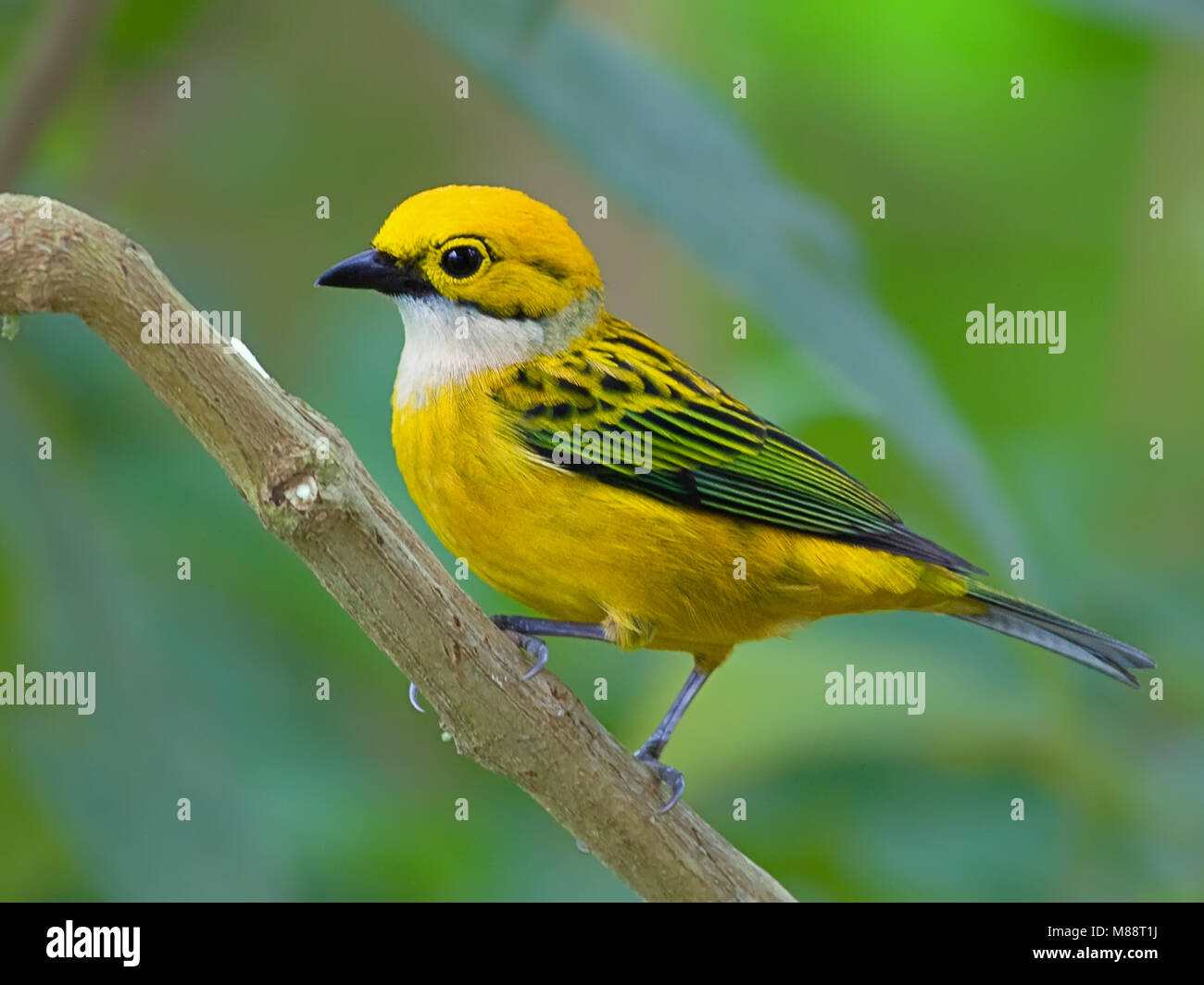 Zilverkeeltangare, Silber-throated Tanager Stockfoto