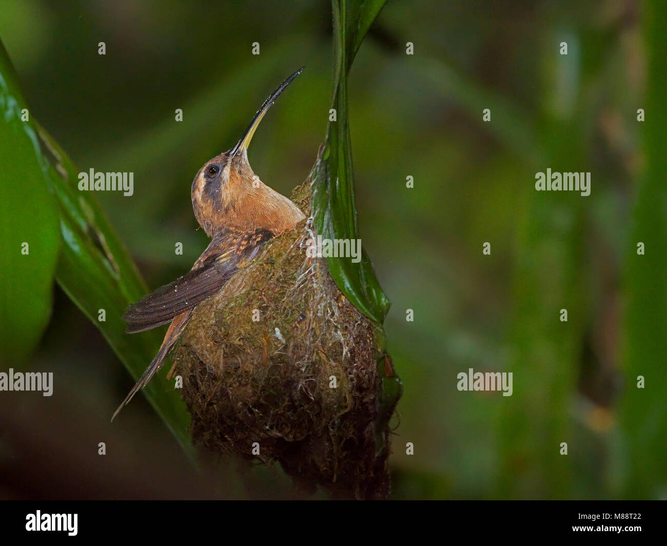 Kleine Streepkeelheremietkolibrie op Nest, Stripe-throated Einsiedler auf Nest Stockfoto