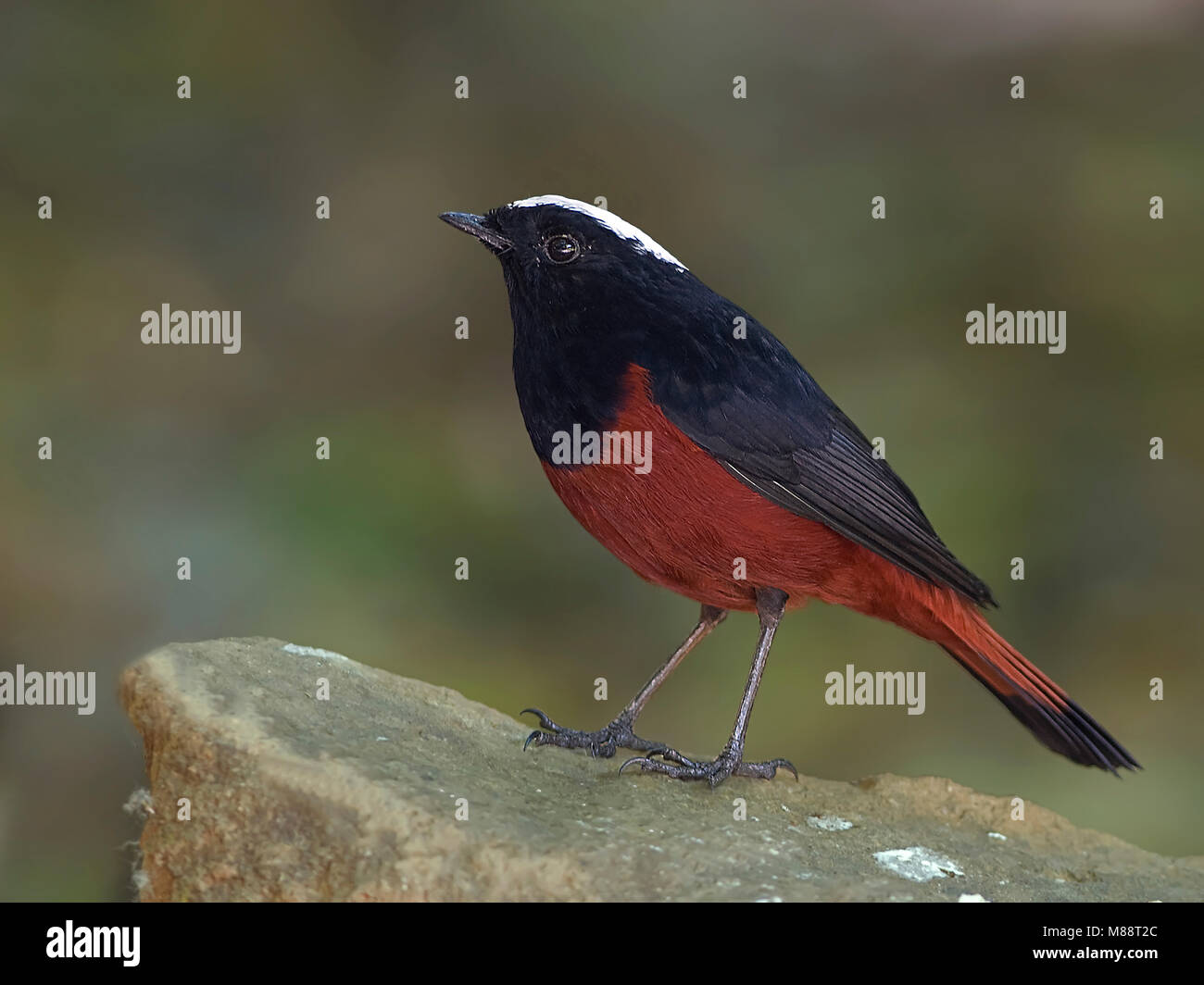 Rivierroodstaart zittend op Rots, weißen, schneebedeckten Water-Redstart auf Felsen Stockfoto