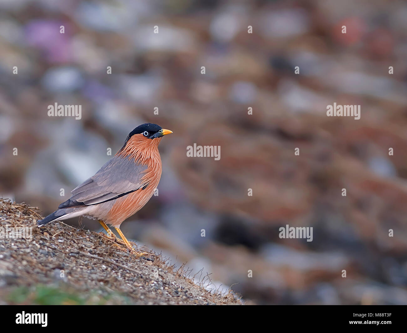 Pagodespreeuw, Brahminy Starling, Sturnia pagodarum Stockfoto