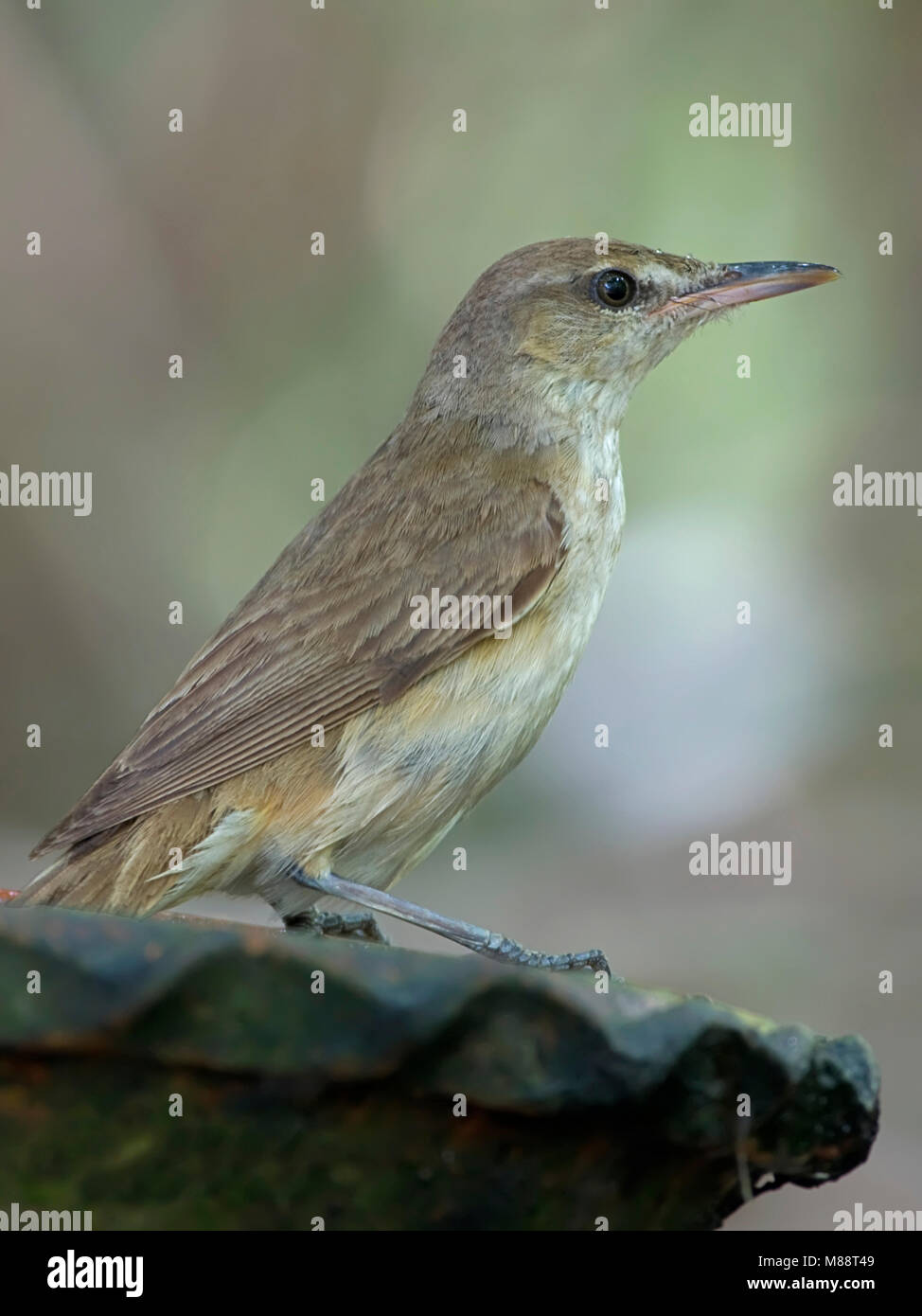 Chinesische Karekiet, Orientalische Reed-Warbler, Acrocephalus orientalis Stockfoto