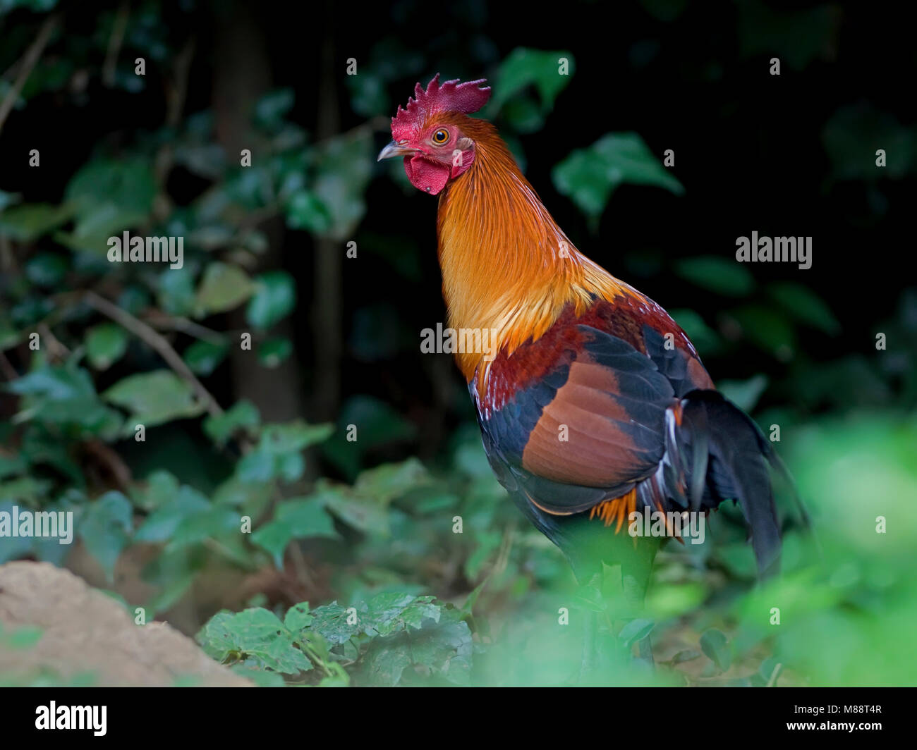 Bankivahoen, Red Junglefowl, Gallus gallus Gallus Stockfoto