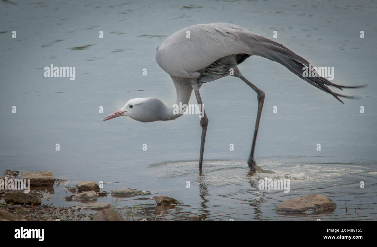 Blue Crane Stockfoto