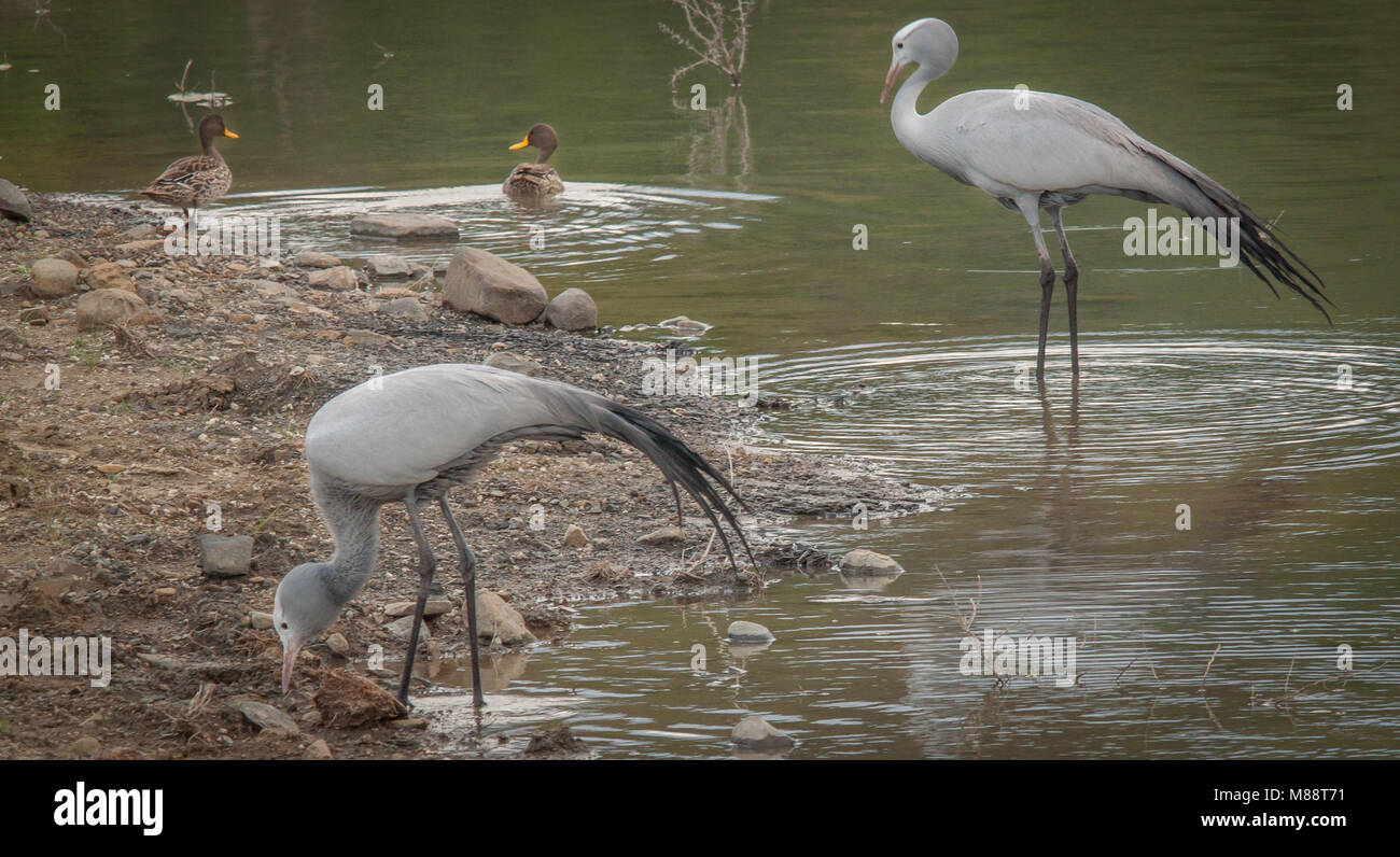 Blue Crane Stockfoto