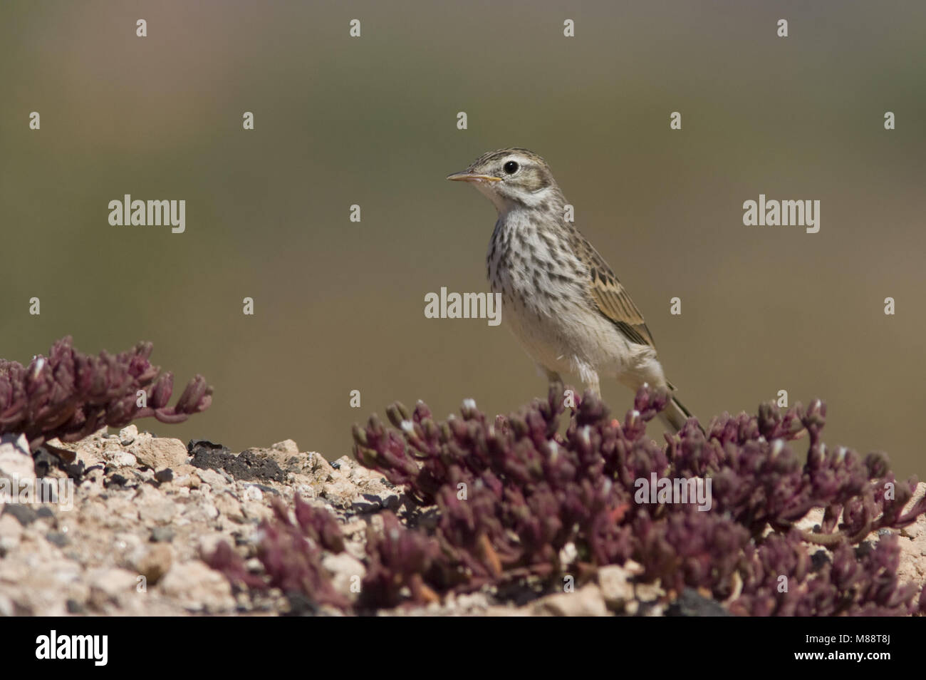 Berthelots Pieper op de Grond; Berthelot der Pieper auf dem Boden Stockfoto