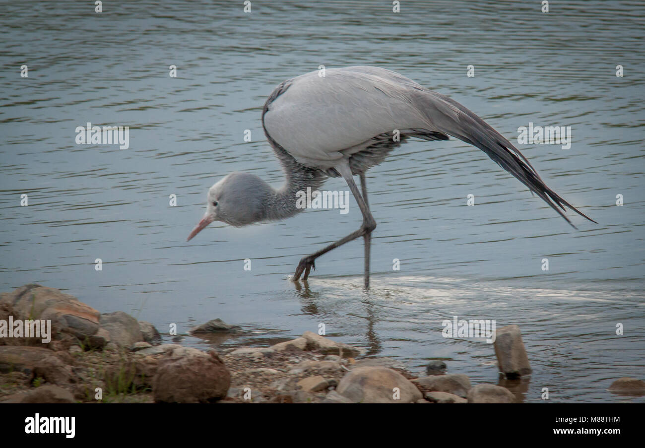Blue Crane Stockfoto