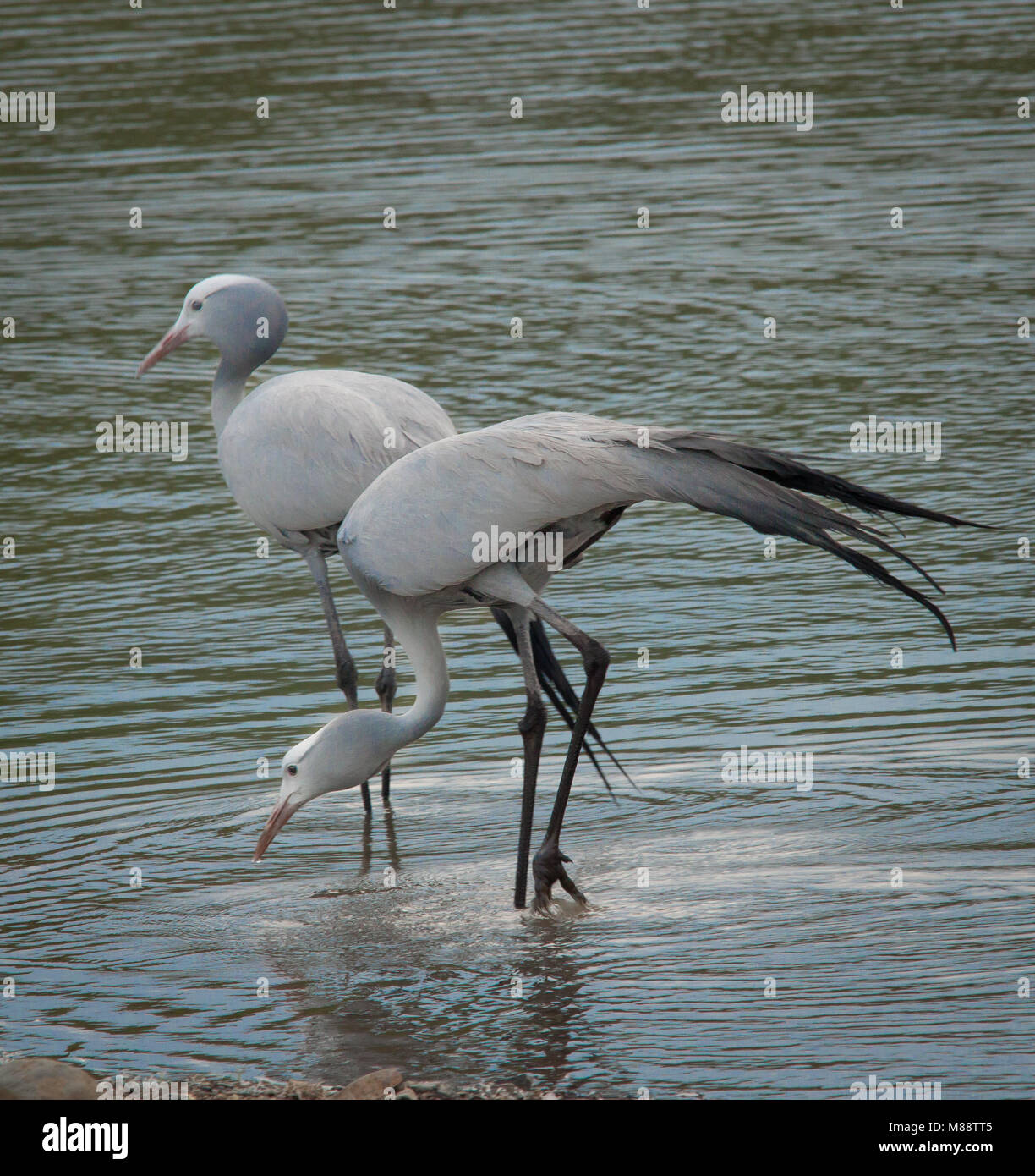Blue Crane Stockfoto