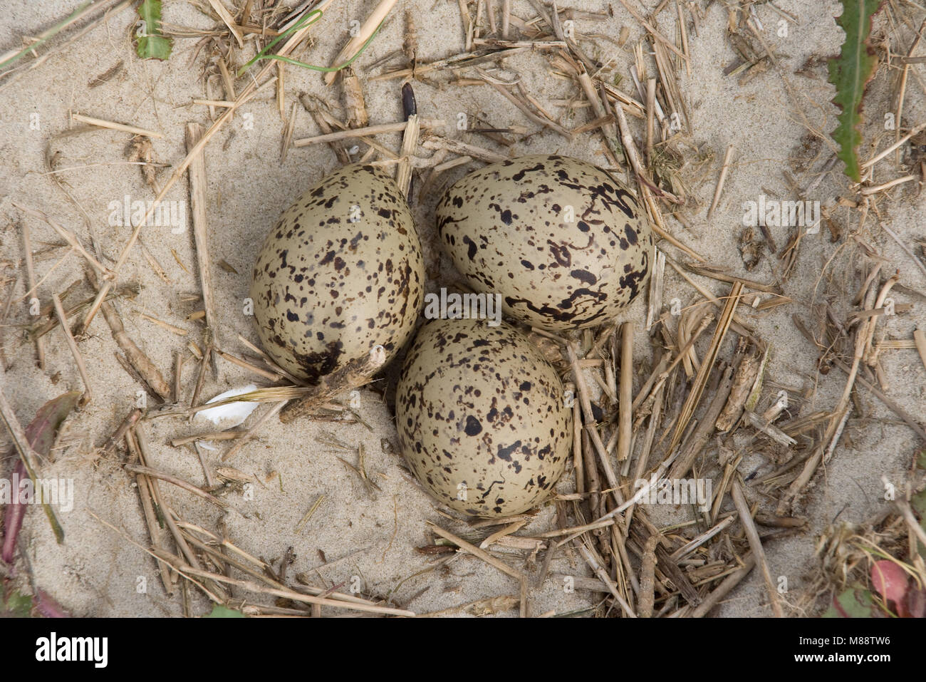Nest van De Scholekster; Nest der Eurasischen Austernfischer Stockfoto