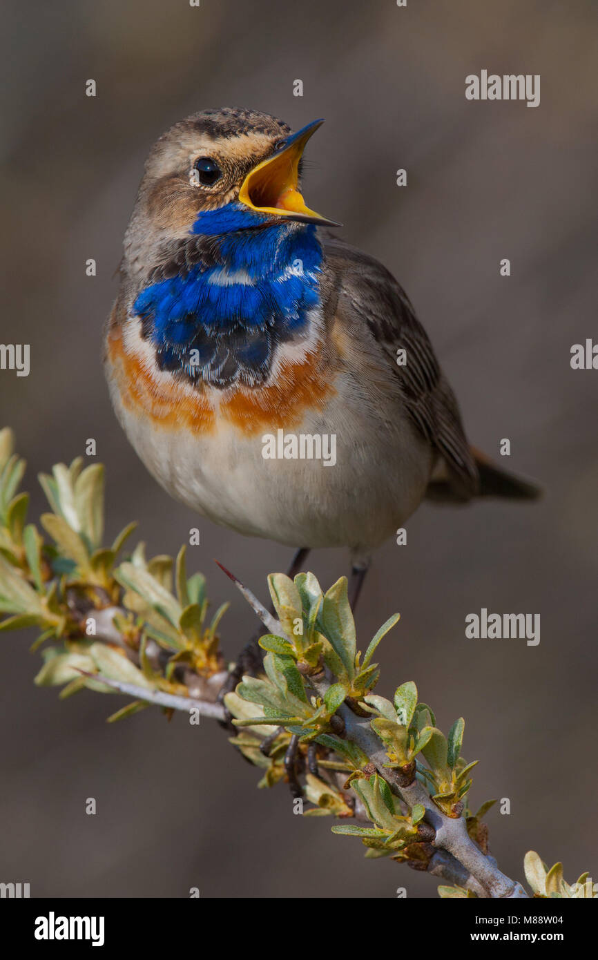 Zingend mannetje Blauwborst und singende Männchen Blaukehlchen Stockfoto