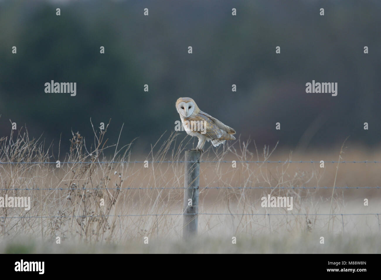 Blass Barn Owl nach thront auf einer Stange; Witte Kerkuil zittend volwassen op een Paal Stockfoto