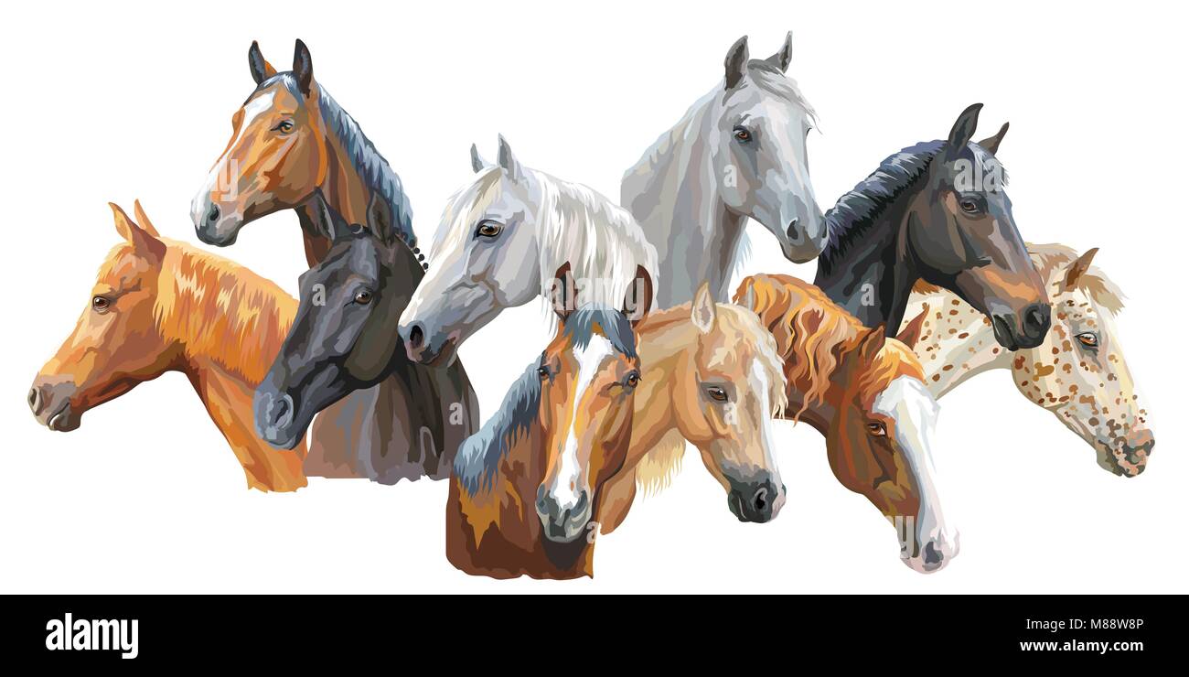 Set aus bunten Vektor Porträts der Pferde Rassen (Trakehner, Welsh Pony, orlow Traber, Arabian Horse, Appaloosa Horse) auf die weiße Hinterg isoliert Stock Vektor