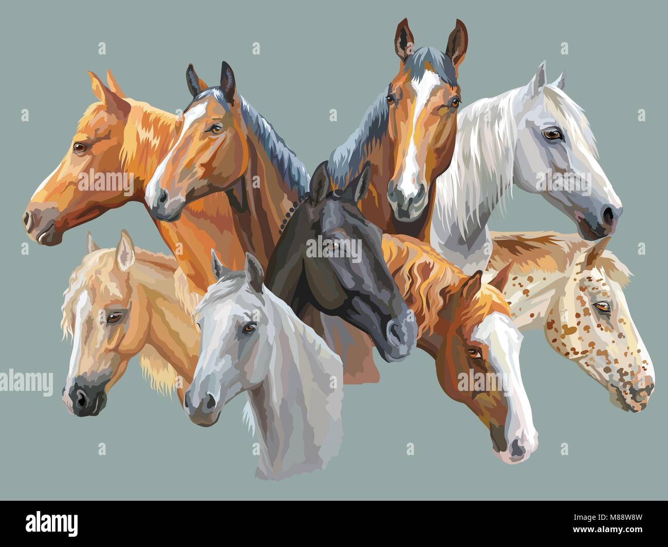 Set aus bunten Vektor Porträts der Pferde Rassen (Trakehner, Welsh Pony, orlow Traber, Arabian Horse, Appaloosa Horse) isoliert auf Grau backgr Stock Vektor