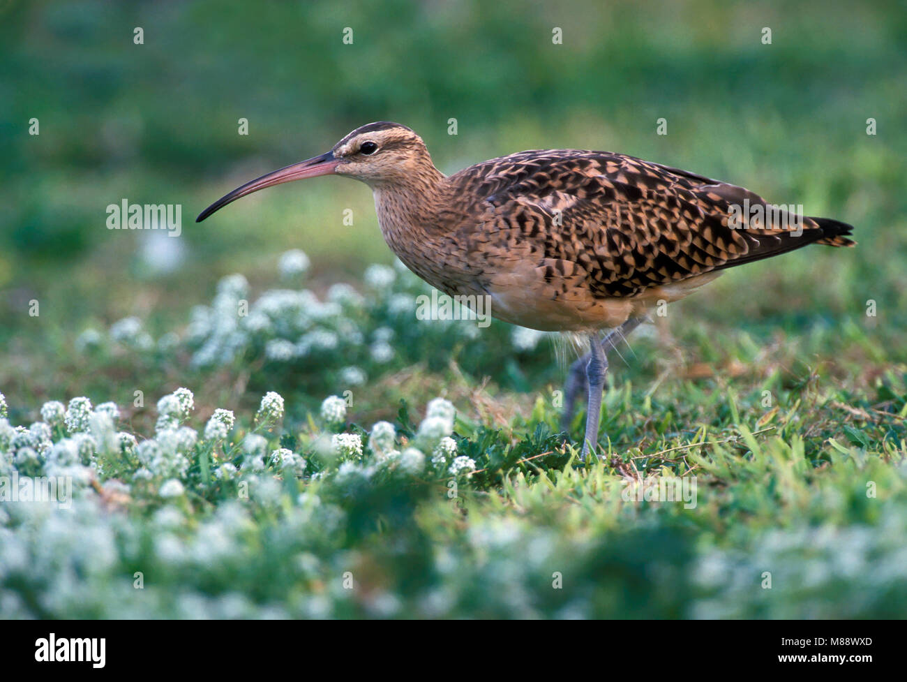 Nach Midway Atoll, Pazifischer Ozean März 2002 Stockfoto