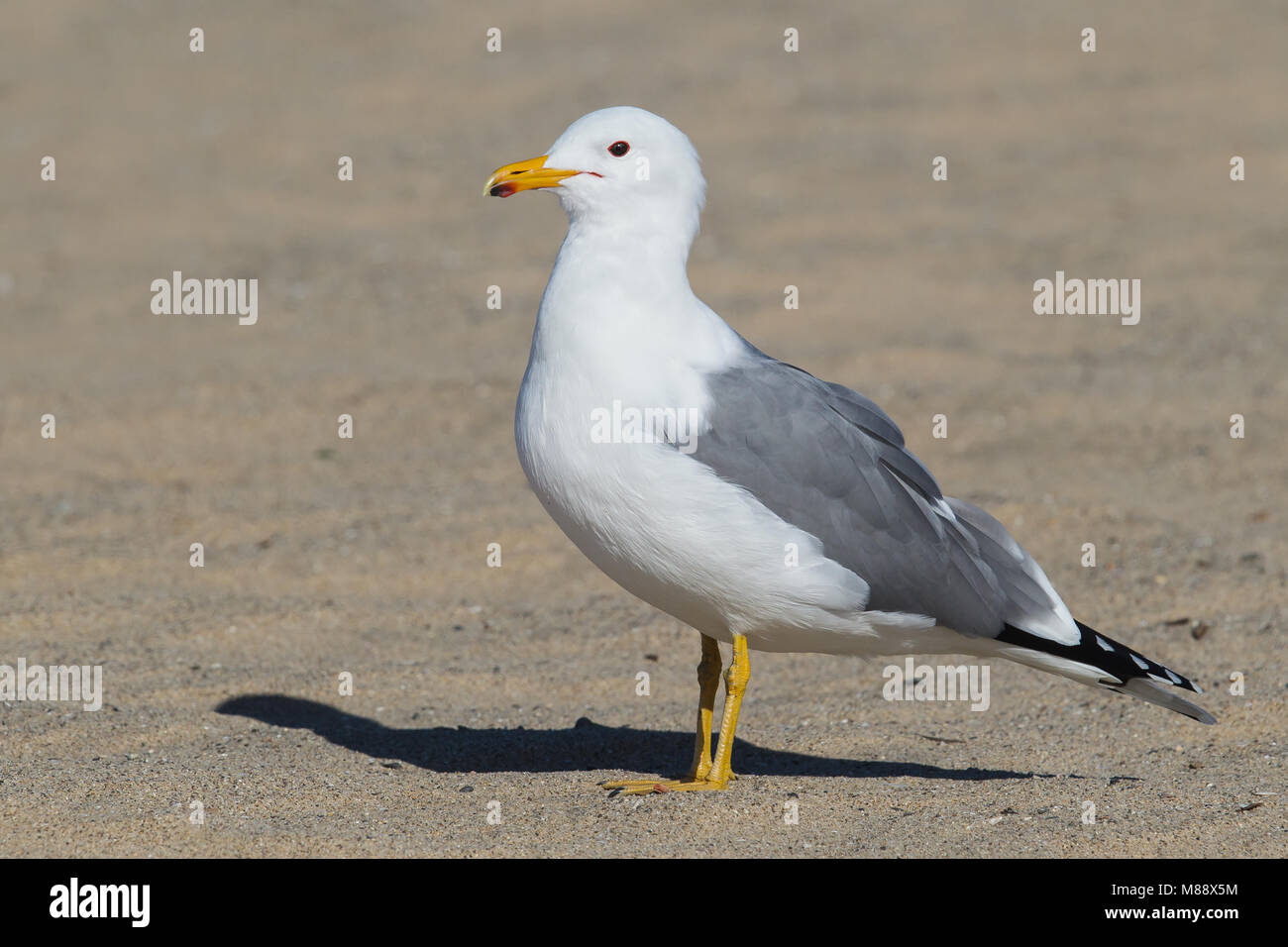 Nach Zucht Los Angeles Co., CA März 2013 Stockfoto