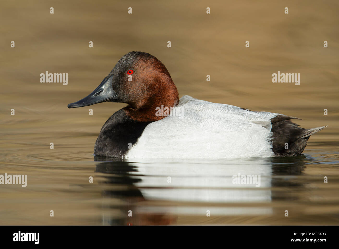 Erwachsene männliche Bernalillo Co., NM. Dezember 2014 Stockfoto