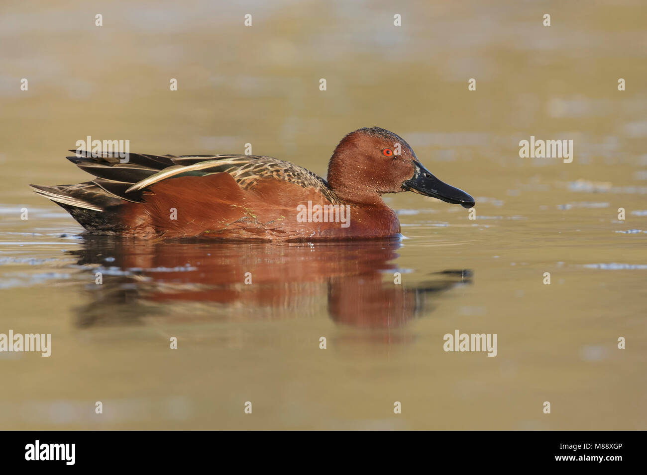 Erwachsene männliche Maricopa Co., AZ Januar 2015 Stockfoto