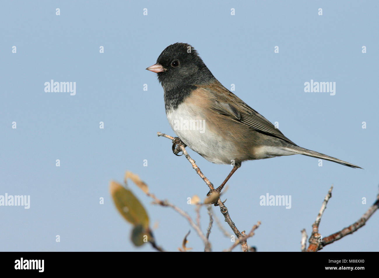 Erwachsene männliche Socorro Co., NM Dezember 2007 Stockfoto