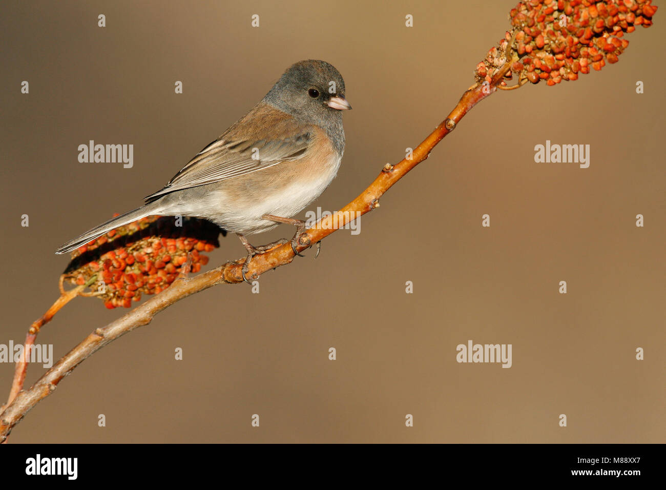 Nach Los Alamos Co., NM Dezember 2008 Stockfoto