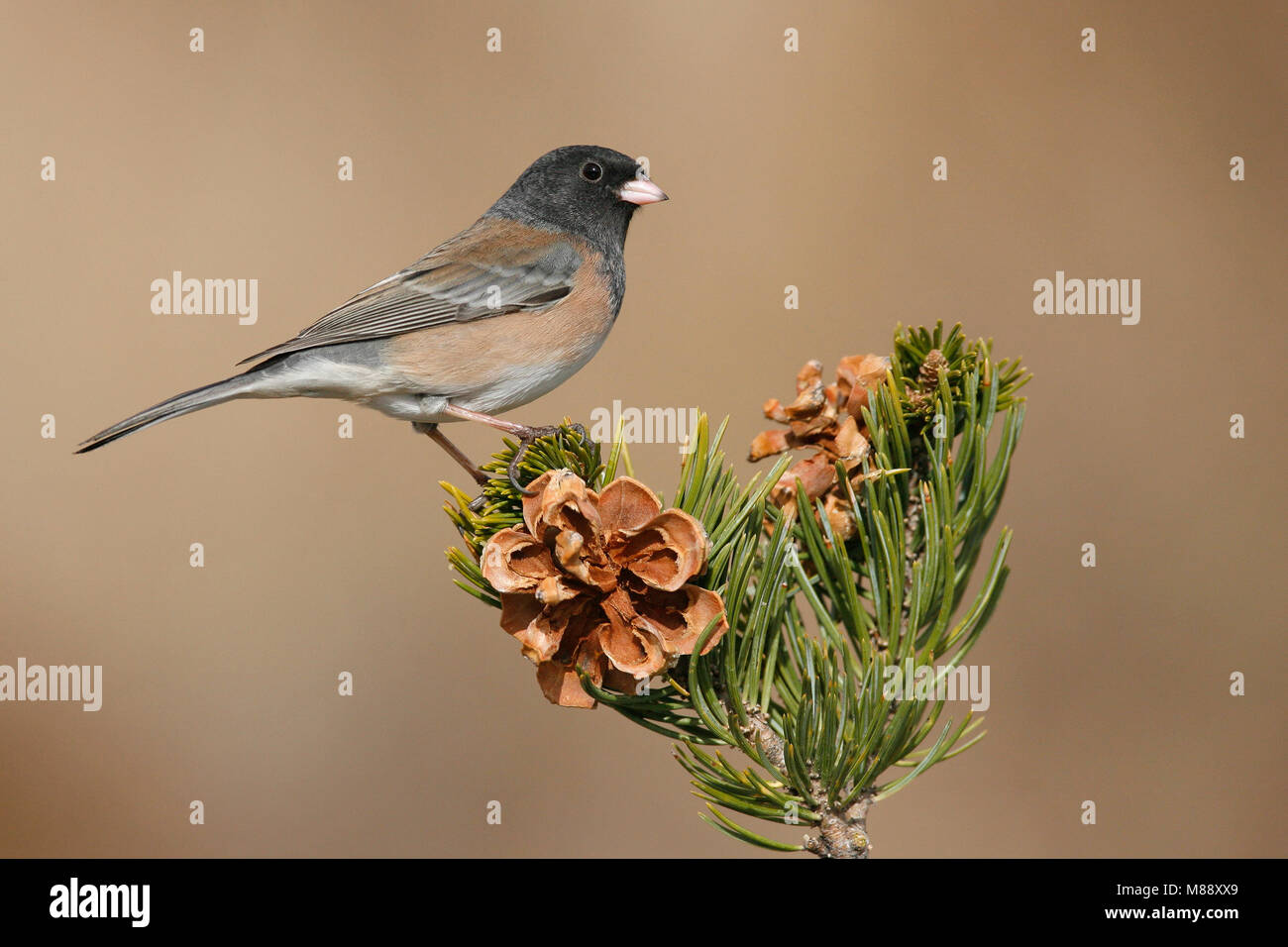 Nach Los Alamos Co., NM Dezember 2008 Stockfoto