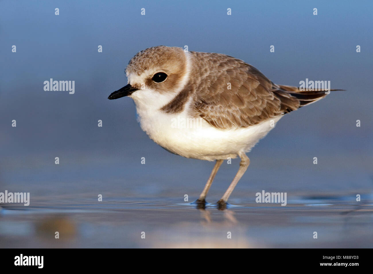 Nach nicht-Zucht Los Angeles Co., CA November 2009 Stockfoto