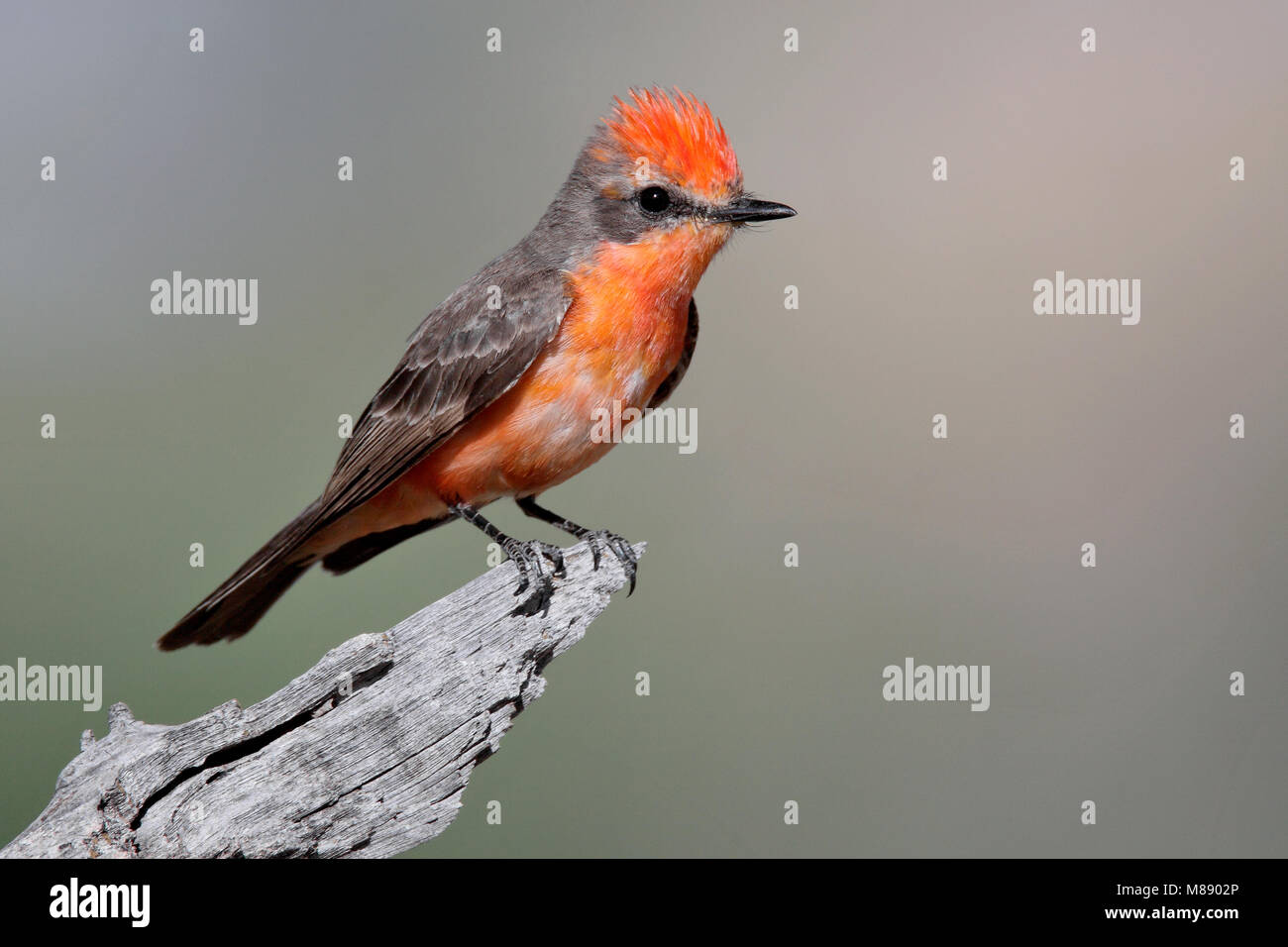 Ersten Jahr männliche Pima Co., AZ April 2009 Stockfoto