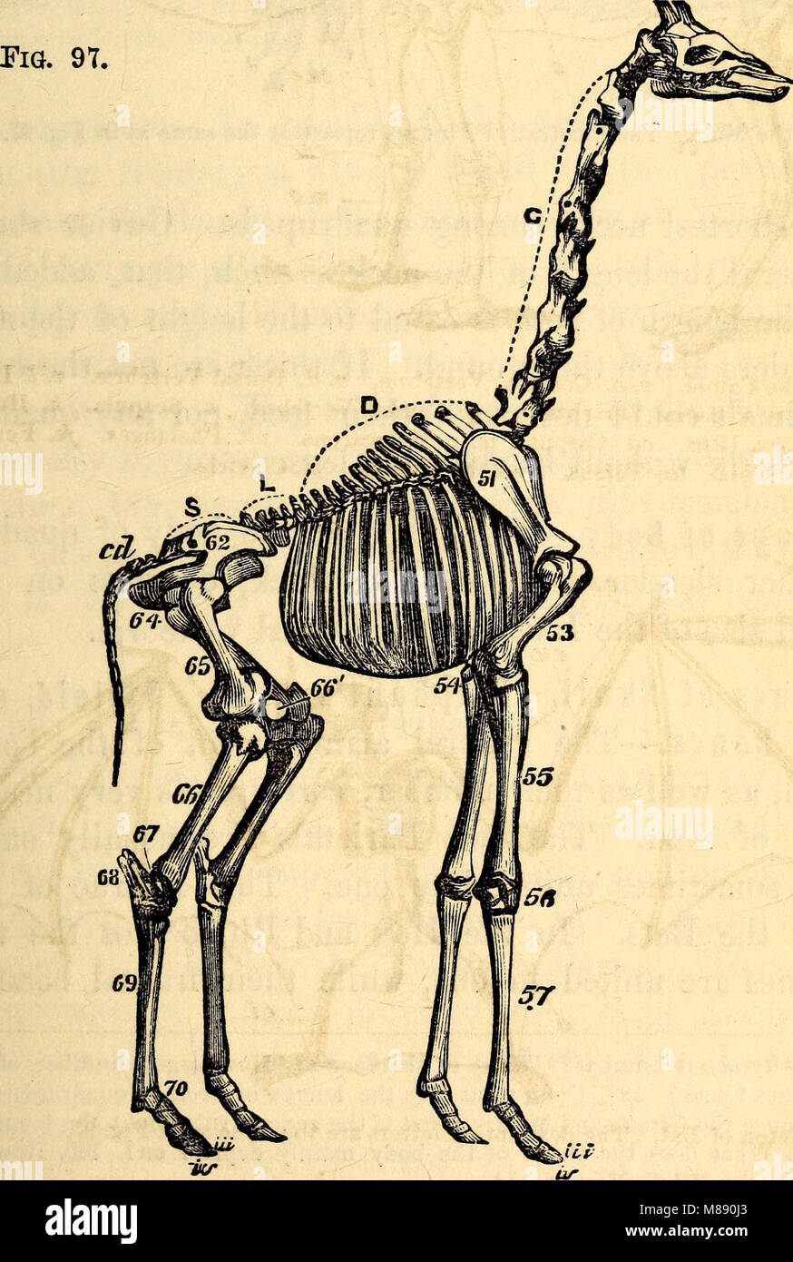 Elementare Anatomie und Physiologie - für Hochschulen, Akademien und andere Schulen (1869) (21025884350) Stockfoto