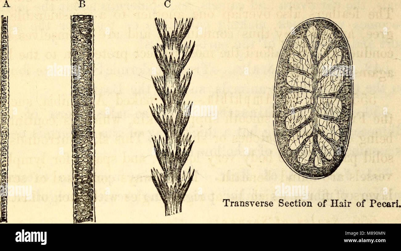 Elementare Anatomie und Physiologie - für Hochschulen, Akademien und andere Schulen (1869) (21222182681) Stockfoto